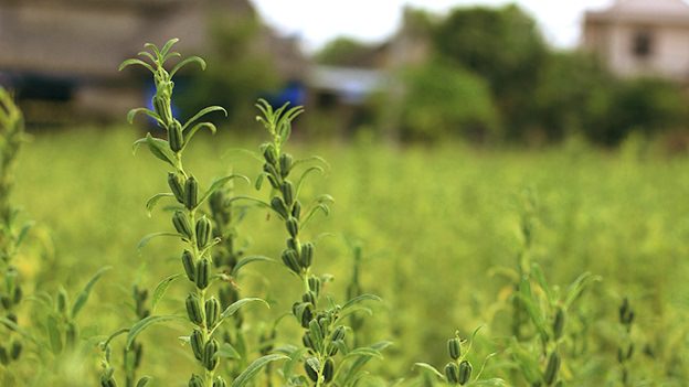 Guide to Sesame Seed Plantation