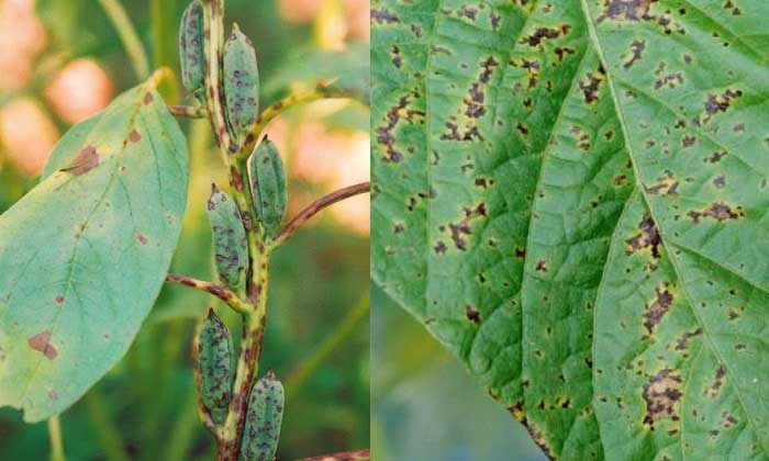 Sesame Disease